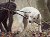 Hundeleg FYN