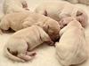 Golden retrieveres