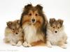 Sheltie