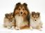 Sheltie