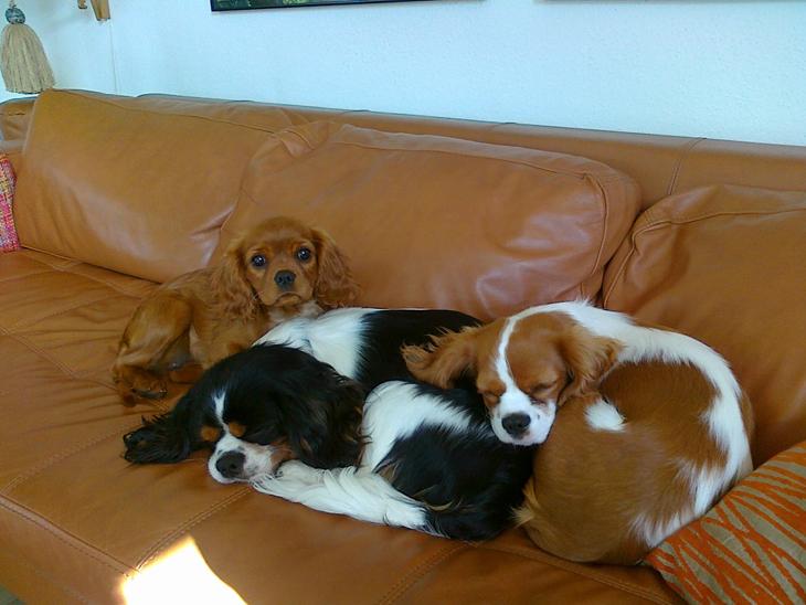 Cavalier king charles spaniel Hundepasning billede 0