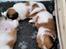 Coton de tulear Coton de tulear/ Coton Lhasa