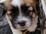 Coton de tulear Coton de tulear/ Coton Lhasa