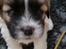 Coton de tulear Coton de tulear/ Coton Lhasa
