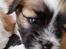 Coton de tulear Coton de tulear/ Coton Lhasa