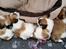 Coton de tulear Coton de tulear/ Coton Lhasa