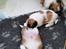 Coton de tulear Coton de tulear/ Coton Lhasa