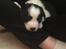 Border collie Hvalpe