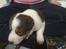 Border collie Hvalpe