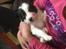Border collie Hvalpe