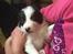 Border collie Hvalpe