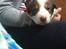 Border collie Hvalpe