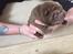 Shar pei hvalpe søger nye hjem
