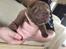 Shar pei hvalpe søger nye hjem