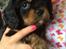 Cavalier king charles spaniel Cavalier King Charles Spaniel