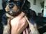 Cavalier king charles spaniel Cavalier King Charles Spaniel