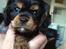 Cavalier king charles spaniel Cavalier King Charles Spaniel
