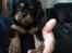 Cavalier king charles spaniel Cavalier King Charles Spaniel