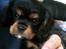 Cavalier king charles spaniel Cavalier King Charles Spaniel