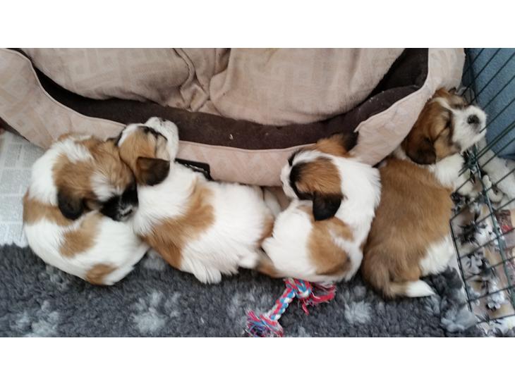 Coton de tulear Coton de tulear/ Coton Lhasa billede 0