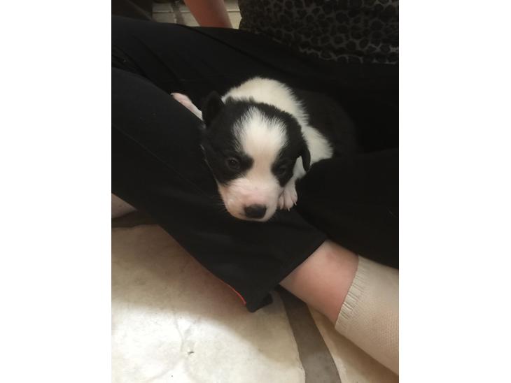 Border collie Hvalpe billede 0