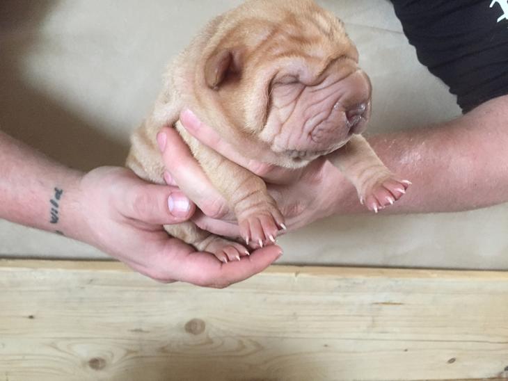 Shar pei hvalpe søger nye hjem billede 0