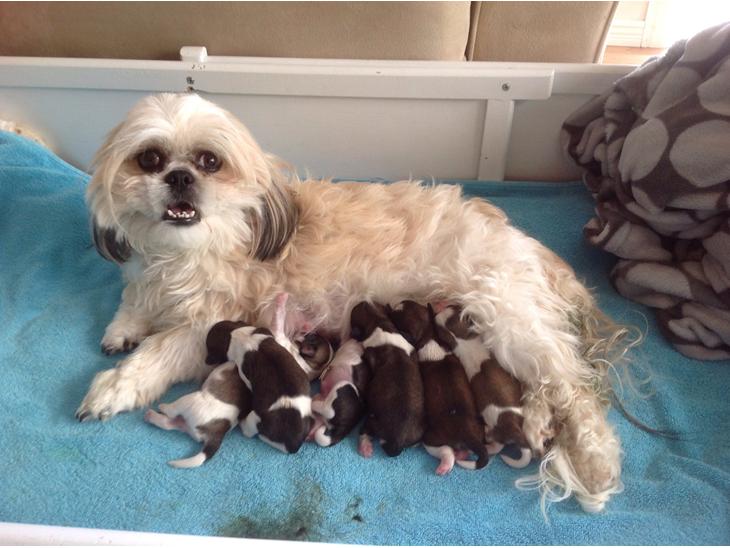 Shih tzu billede 0