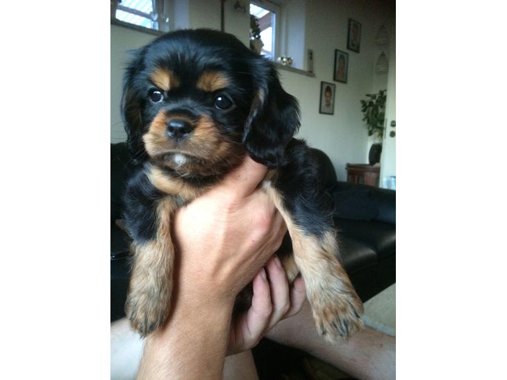 Cavalier king charles spaniel Cavalier King Charles Spaniel billede 0