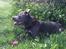 Staffordshire bull terrier Kuld 1