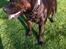 Staffordshire bull terrier Kuld 1