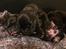 Staffordshire bull terrier Kuld 1
