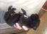 Staffordshire bull terrier Kuld 1