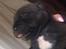 Staffordshire bull terrier Kuld 1