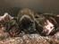 Staffordshire bull terrier Kuld 1