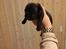 Staffordshire bull terrier Kuld 1