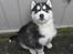 Siberian husky hvalpe