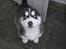 Siberian husky hvalpe