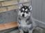 Siberian husky hvalpe