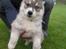 Siberian husky hvalpe
