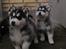 Siberian husky hvalpe