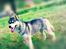 Siberian husky hvalpe