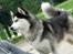 Siberian husky hvalpe