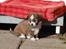 Blanding af racer Chinese crested Powder Puff/Bichon havanais/Chihuahua