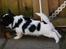 Blanding af racer Chinese crested Powder Puff/Bichon havanais/Chihuahua