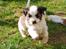 Blanding af racer Chinese crested Powder Puff/Bichon havanais/Chihuahua