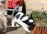 Blanding af racer Chinese crested Powder Puff/Bichon havanais/Chihuahua