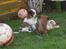 Blanding af racer Chinese crested Powder Puff/Bichon havanais/Chihuahua