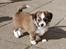 Blanding af racer Chinese crested Powder Puff/Bichon havanais/Chihuahua