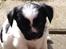 Blanding af racer Chinese crested Powder Puff/Bichon havanais/Chihuahua