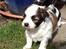Blanding af racer Chinese crested Powder Puff/Bichon havanais/Chihuahua